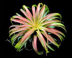 Check spelling or type a new query. Russell S Bromeliads Air Plants Air Plant Display Plants