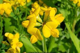 Image result for Lotus corniculatus