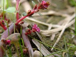 Image result for Rotala gossweileri