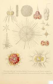 Art Forms From The Ocean The Radiolarian Atlas Of 1862 Plate 12 Die Radiolarien Rhizopoda Radiaria Biodiversity Heritage Library