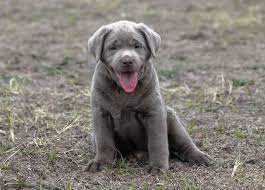 Maybe you would like to learn more about one of these? Labrador Puppies For Sale Silver Labs For Sale Dog Training Dog Boarding Serenity Ranch Kennels