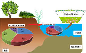 Effects Of Vegetation Types On Water Extracted Soil Organic Matter Wsom From Riparian Wetland And Its Impacts On Riverine Water Quality Implications For Riparian Wetland Management Sciencedirect