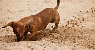 Your dog should only be allowed to sleep in his bed. How Can I Get My Dogs To Stop Digging Cesar S Way