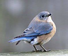 Birds Of Eastern North Carolina Eastern Bluebird Sialia Sialis Bird Pet Birds Blue Bird Beautiful Birds