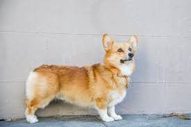 the corgi truth weight matters littlecooperbear