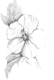 Image Result For Hibiscus Drawing Hibiscus Flower Drawing Hibiscus Drawing Flower Sketches Pdf how to draw with colored pencils pencil drawing tutorial 20 realistic pencil drawings read online. hibiscus flower drawing