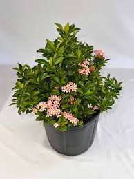 Image result for Ixora coccinea