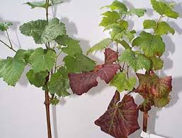 Image result for Grapevine leafroll virus