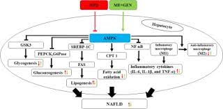 Combination Of Metformin And Genistein Alleviates Non Alcoholic Fatty Liver Disease In High Fat Diet Fed Mice Sciencedirect