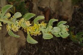 Image result for Tetragonia spicata