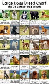 Large Dog Breeds Pictures And Names Chart Patchpuppy Com Dog Breed Names Large Dog Breeds Dog Breeds Pictures
