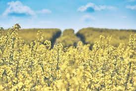 Einige landwirte beobachten knospenverluste, da der raps gar nicht oder nur kurz blüht. Wann Bluht Raps Alle Infos Focus De