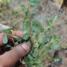 Image result for Polygala erioptera