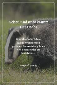 Der Dachs Das Wildtier Des Jahres 2010 Wilde Tiere Tiere Zu Nett