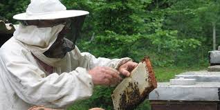 In der regel bedarf es keiner besonderen genehmigung, bienen im garten zu halten. Nehmen Wir Den Bienen Den Honig Weg Honig Und Bienen