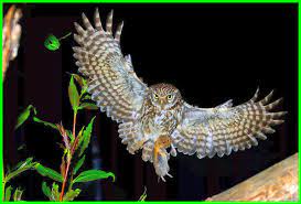 Check spelling or type a new query. Mimpi Melihat Burung Hantu Makna Dan Interpretasi Daftarhewan Com