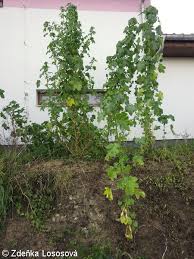 Image result for Malva verticillata