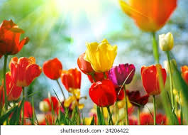 Experienced gardeners often create vignettes in one area to make the most of this early color, such as planting a pool of. Beautiful Spring Flowers Stock Photo Edit Now 24206422
