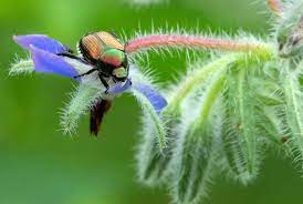 We did not find results for: Japanese Beetles Do Four O Clock Flowers Help Umn Extension