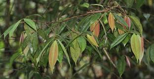 Image result for Xylopia