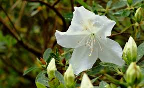 The basics this beautiful upright evergreen foliage has a crisp white flower that blooms up to 3 inches during the spring. How To Prune Azaleas And When Redeem Your Ground Rygblog Com