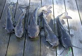 Image result for tarpaulin fish ponds