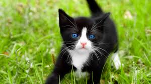 Look at our colourful collection of cat pictures and download your favorite one for free! 45 Black Kitten Wallpaper On Wallpapersafari
