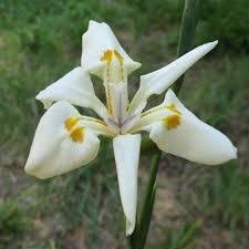 Image result for Dietes flavida