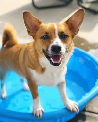 Check spelling or type a new query. The Corgi Chihuahua Mix Aka Chigi Might Just Be Your Dream Dog Animalso