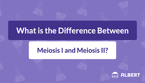 Meiosis I And Meiosis Ii What Is Their Difference Albert Io