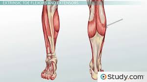 Illustration set of osteoarthritis of the knee. Leg Muscles Anatomy Support Movement Video Lesson Transcript Study Com
