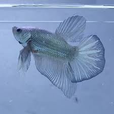 Halfmoon Plakat Tail Silver Betta Siamese Fighting Fish Credit To Payus Resvati On Instagram As The Owner Of Betta Siamese Fighting Fish Betta Fish Types