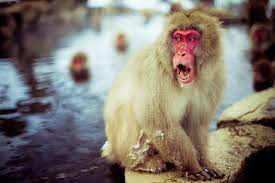 Yahoo Login Monkey Pictures Snow Monkey Unusual Animals