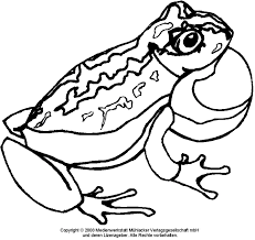 Ausmalbild Frosch 2 Medienwerkstatt Wissen C 2006 2017 Medienwerkstatt
