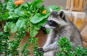 How to stop raccoons from eating my garden. How To Keep Raccoons And Squirrels Out Of Garden 10 Best Naturally Ways Gardening Tips And Tricks