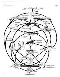Energy Worksheets For 2nd Grade Food Web Food Web Worksheet Biology Worksheet