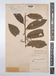 Image result for Pycnanthus