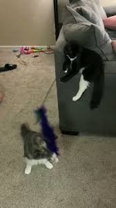 14 Very Good Cat Posts To Keep You Going For The Rest Of The Week Funny Cats Funny Cute Cats Cute Baby Animals