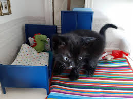 The diy ideas here can easily enhance the decor of any. Small Cat Small Room Album On Imgur