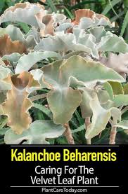 Kalanchoe Beharensis Care Growing The Velvet Leaf Felt Plant Plants Plant Care Container Garden Design