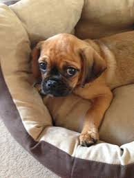 Black And Tan Pugalier My Beautiful Pugalier Hybrid Dogs Baby Pugs Cute Animals