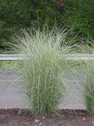 Varigated Maiden Grass Miscanthus Sinensis Morning Light Light Green With White Midrib T Miscanthus Morning Light Landscape Design Grasses Landscaping