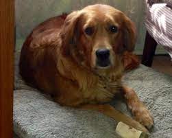 Pin On Golden Retriever Love