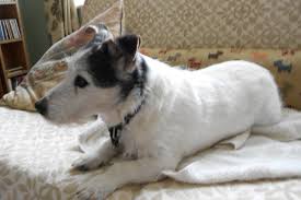 How To Remove The Odor Of Dog Urine From Carpets Dengarden