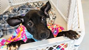 The center is a specialty pet retailer that offers services and solutions for the lifetime…. Man Rescues Skinny 10 Week Old Puppy He Found Lying In Trash Bags