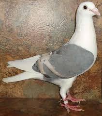 Homing Pigeons Aka Racing Homers Rare Common Colored Kus Sanat Sanat Kus