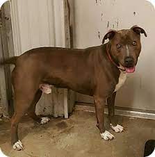 Are you having trouble finding a particular breed of dog or cat in gainesville? Gainesville Ga Weimaraner Meet Blue A Dog For Adoption Http Www Adoptapet Com Pet 10963613 Gainesville Georgia Dog Adoption Weimaraner Weimaraner Dogs