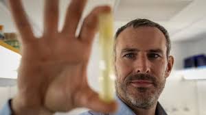 La bactérie «Prochlorococcus», «cheffe d'orchestre» des océans, est menacée  par le réchauffement