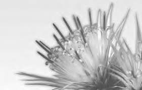 Image result for Macledium poggei