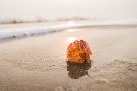 Image result for sea wave and sand and shells